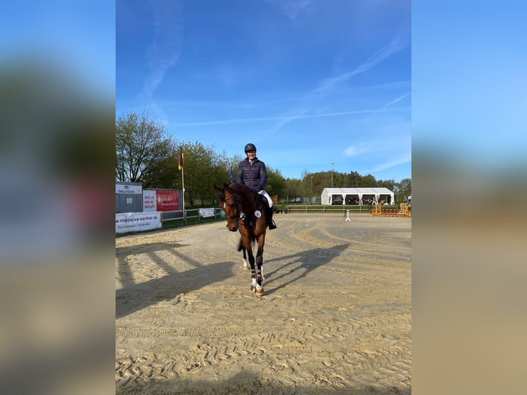 German Sport Horse Mare 5 years 16,2 hh Brown in Rosengarten