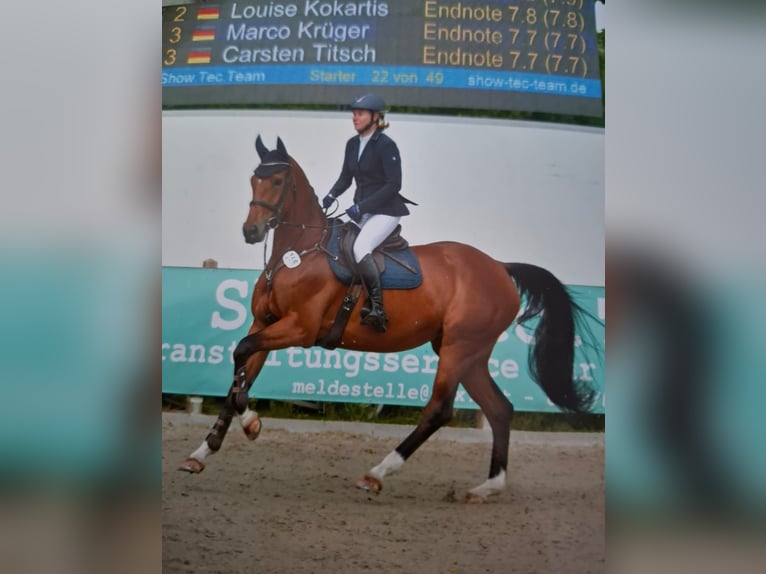 German Sport Horse Mare 5 years 16,2 hh Brown in Rosengarten