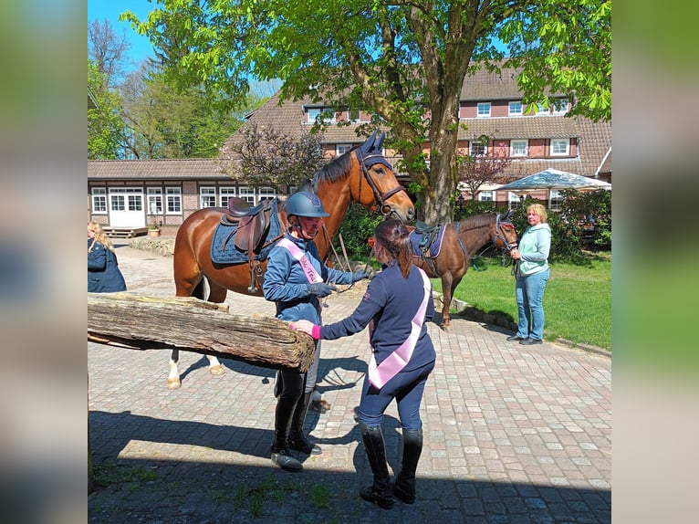 German Sport Horse Mare 5 years 16,2 hh Brown in Rosengarten
