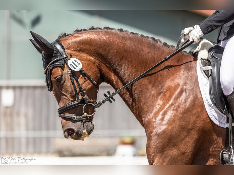 German Sport Horse Mare 5 years 16,2 hh Chestnut in Aurach