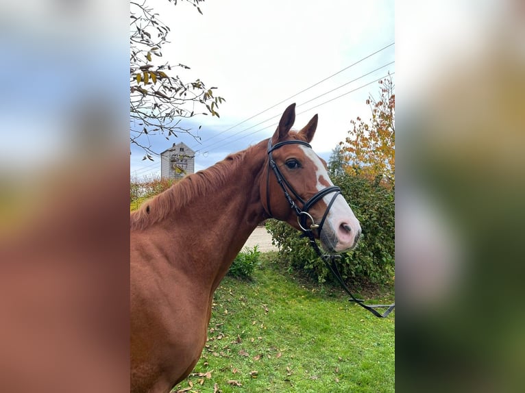 German Sport Horse Mare 5 years 16,2 hh Chestnut-Red in Umpfenbach
