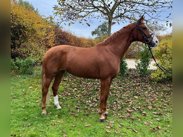 German Sport Horse Mare 5 years 16,2 hh Chestnut-Red in Umpfenbach