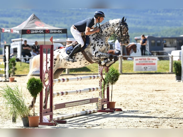 German Sport Horse Mare 5 years 16,2 hh Leopard-Piebald in D&#xF6;rth