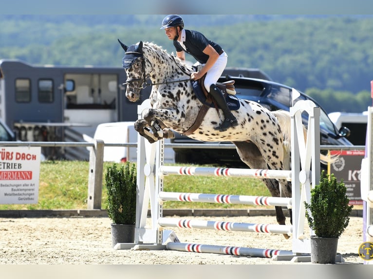 German Sport Horse Mare 5 years 16,2 hh Leopard-Piebald in D&#xF6;rth