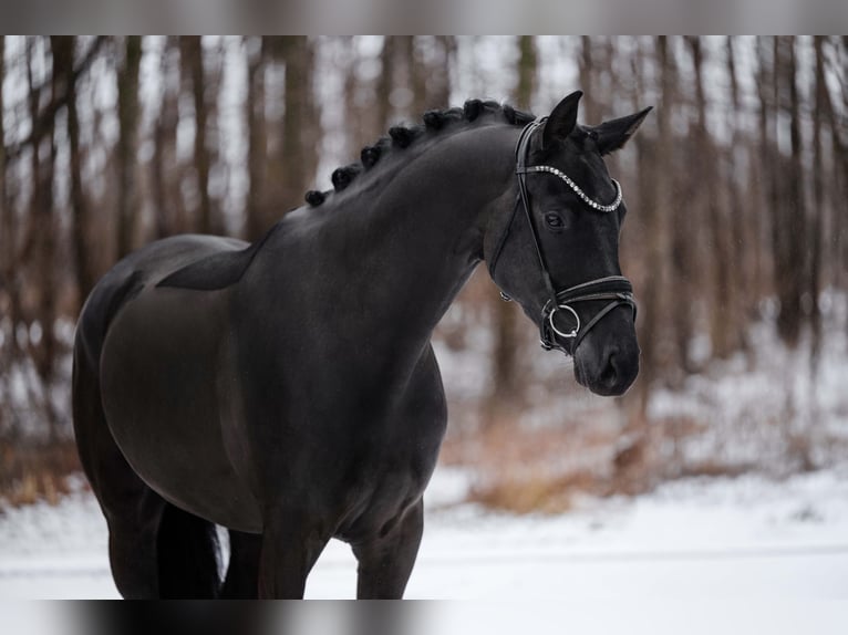 German Sport Horse Mare 5 years 16,3 hh Black in Wehringen