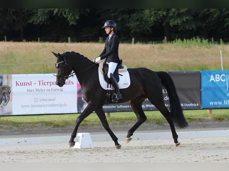 German Sport Horse Mare 5 years 17.1 hh Bay-Dark in Osnabrück