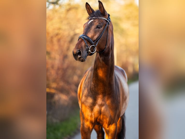 German Sport Horse Mare 5 years 17.1 hh Brown in Lechbruck