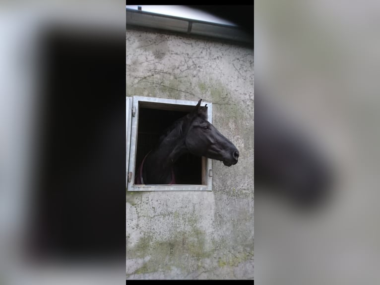 German Sport Horse Mare 5 years 17,2 hh Black in Kleve