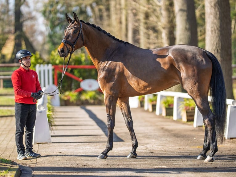 German Sport Horse Mare 5 years 17 hh Bay-Dark in Münster-Handorf