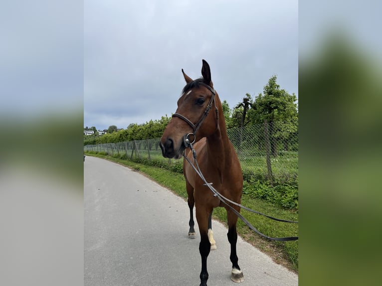 German Sport Horse Mare 5 years 17 hh Bay-Dark in Lindau (Bodensee)