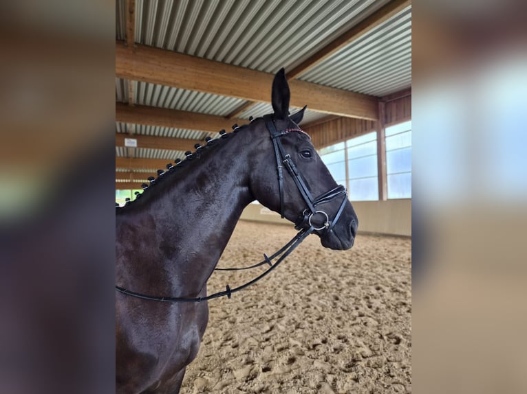 German Sport Horse Mare 5 years 17 hh Black in Bad Köstritz
