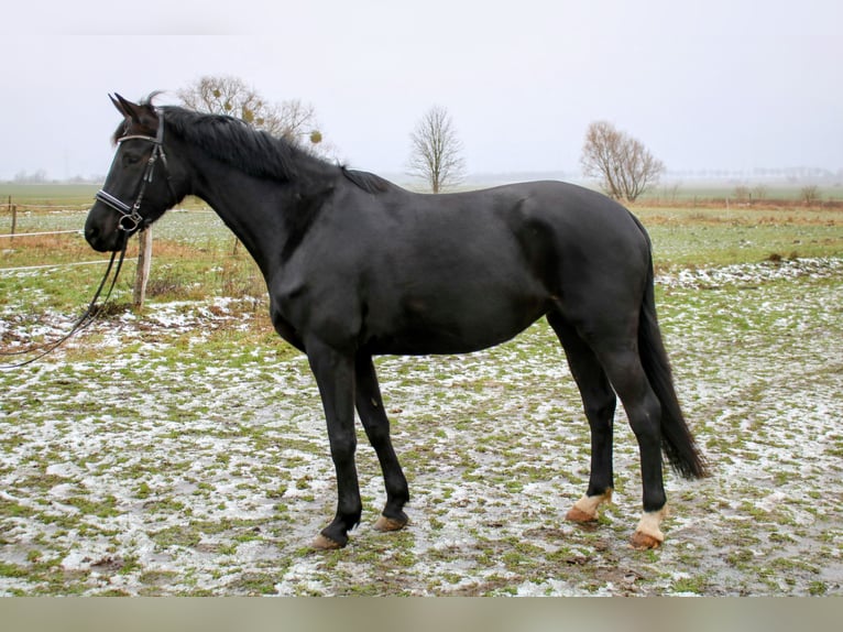 German Sport Horse Mare 5 years 17 hh Black in Zehdenick