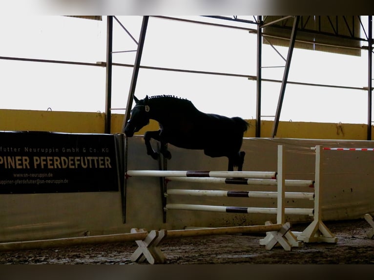 German Sport Horse Mare 5 years 17 hh Black in Zehdenick