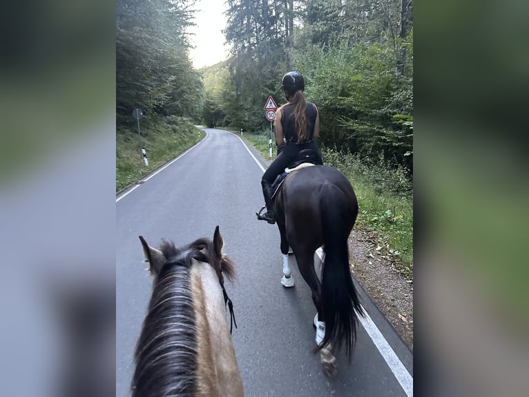 German Sport Horse Mare 5 years 17 hh Black in Erbach