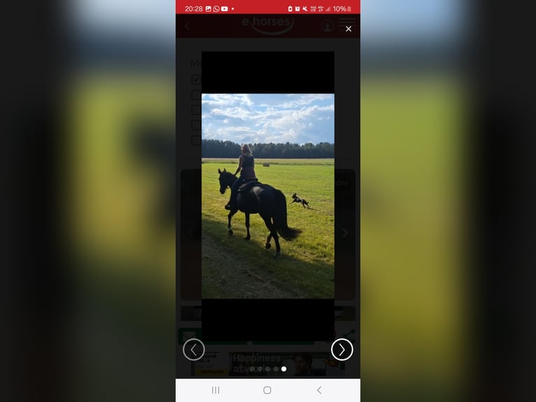 German Sport Horse Mare 5 years 17 hh Black in Neustadt dosse