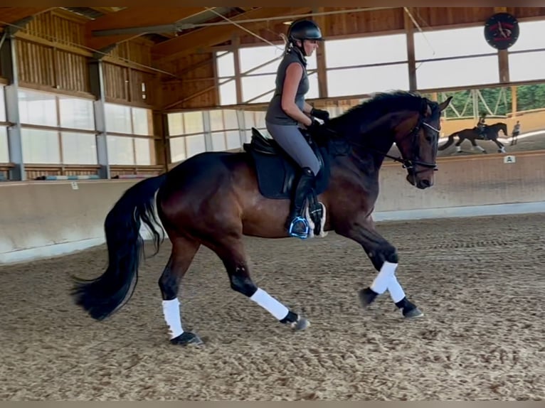 German Sport Horse Mare 5 years 17 hh Brown in Arnstorf