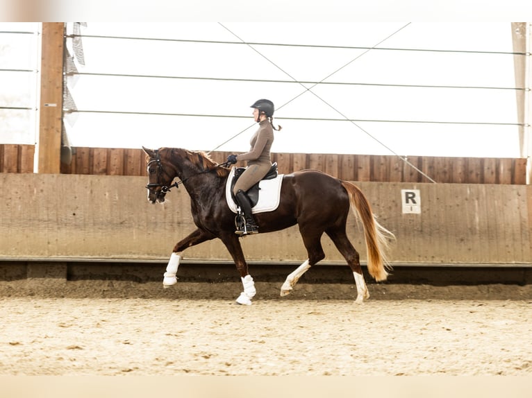German Sport Horse Mare 5 years 17 hh Chestnut in Münster