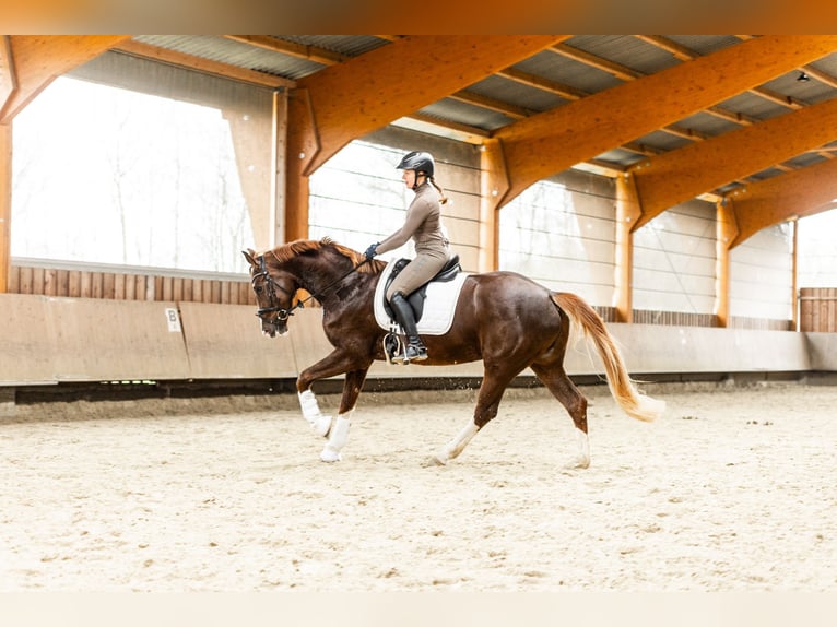 German Sport Horse Mare 5 years 17 hh Chestnut in Münster