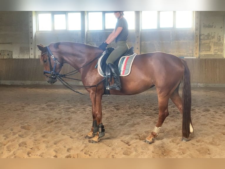 German Sport Horse Mare 5 years 17 hh Chestnut-Red in Berlin