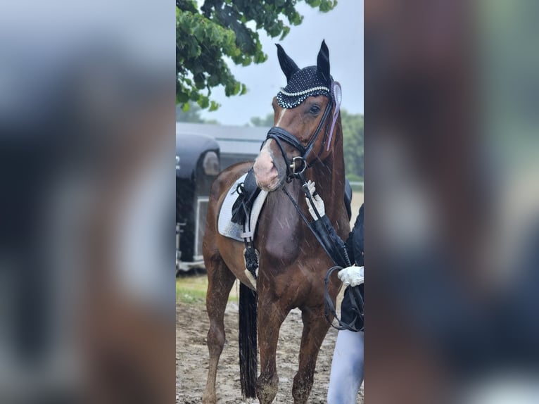 German Sport Horse Mare 5 years 17 hh Chestnut-Red in Saerbeck