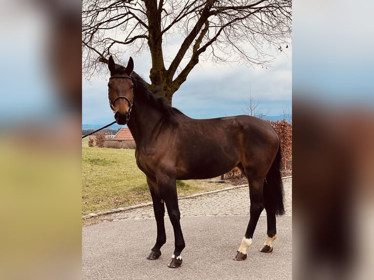 German Sport Horse Mare 5 years 17 hh in Haldenwang