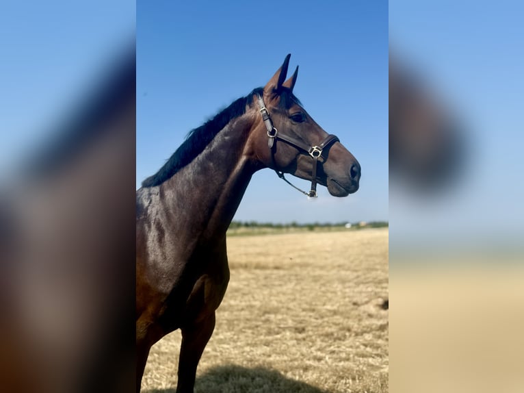 German Sport Horse Mare 5 years 17 hh Smoky-Black in Erharting