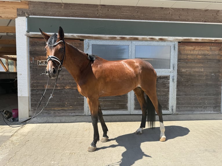 German Sport Horse Mare 5 years 17,1 hh Brown in Drackenstein