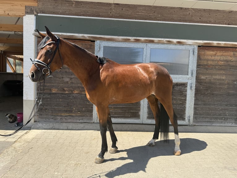 German Sport Horse Mare 5 years 17,1 hh Brown in Drackenstein