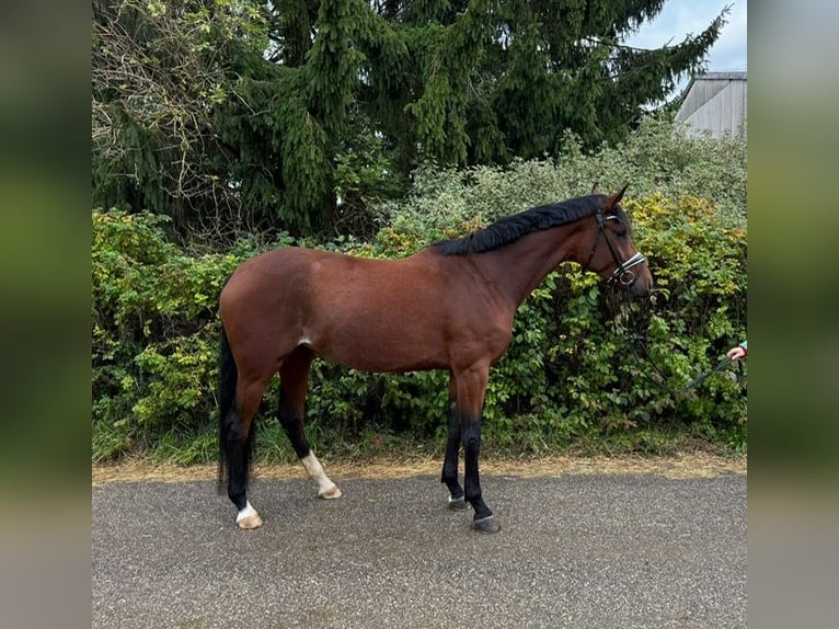 German Sport Horse Mare 5 years 17,1 hh Brown in Drackenstein