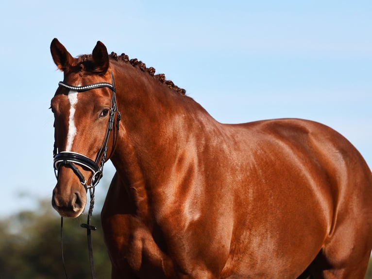 German Sport Horse Mare 5 years 17,1 hh Chestnut in Loewenberger Land, 30 min von Berlin