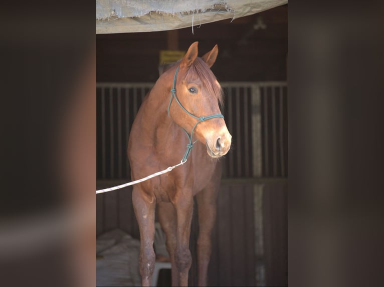 German Sport Horse Mare 5 years 17,1 hh Chestnut-Red in Kleinschmalkalden