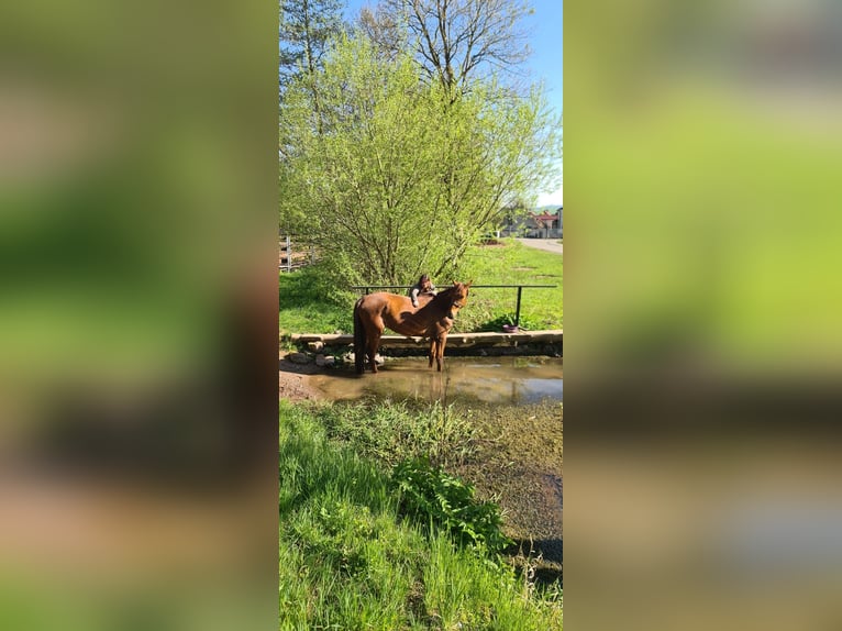 German Sport Horse Mare 5 years 17,1 hh Chestnut-Red in Kleinschmalkalden