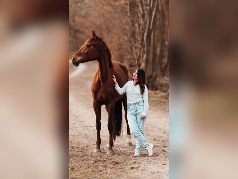 German Sport Horse Mare 5 years 17,1 hh Chestnut-Red in Kleinschmalkalden