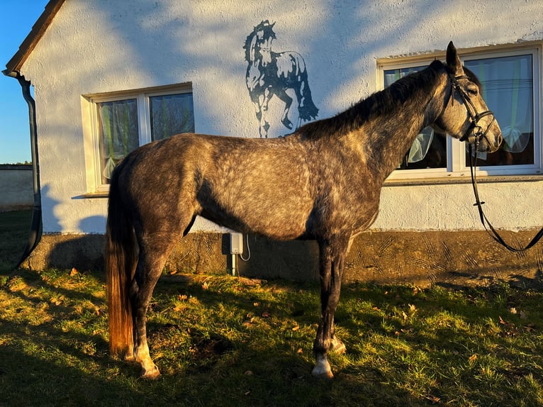 German Sport Horse Mare 5 years 17,1 hh Grey in MissenCalau