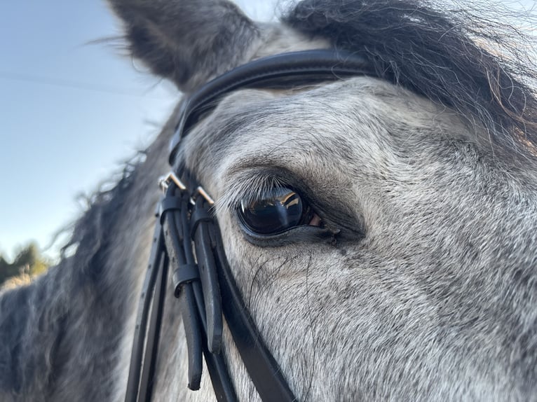 German Sport Horse Mare 5 years 17,1 hh Grey in MissenCalau