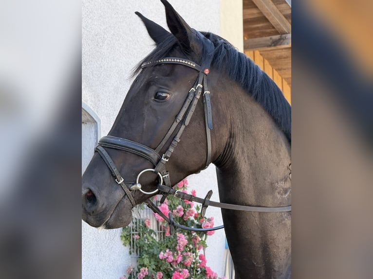 German Sport Horse Mare 5 years Bay-Dark in Karlsfeld
