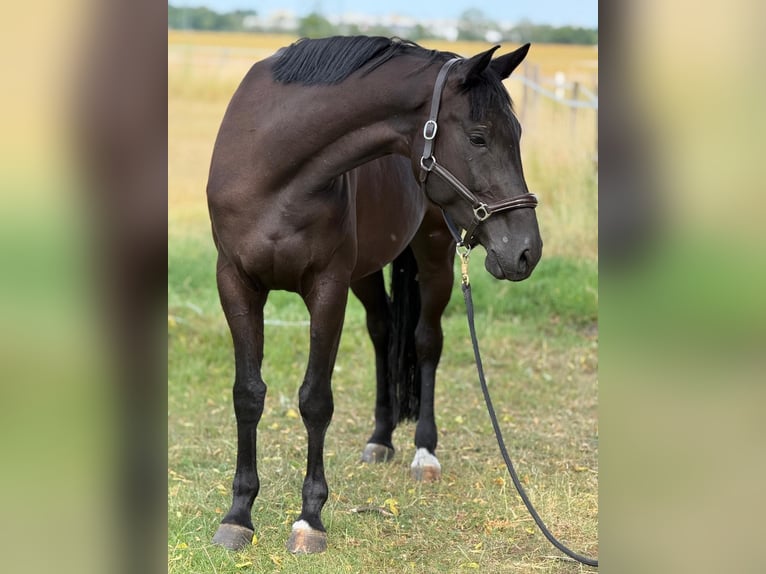 German Sport Horse, Mare, 5 years, Bay-Dark