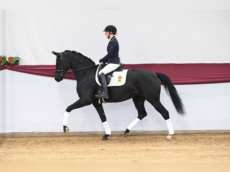 German Sport Horse Mare 5 years Black in Gomadingen
