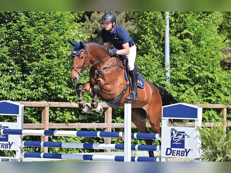 German Sport Horse Mare 5 years Brown in Vechta