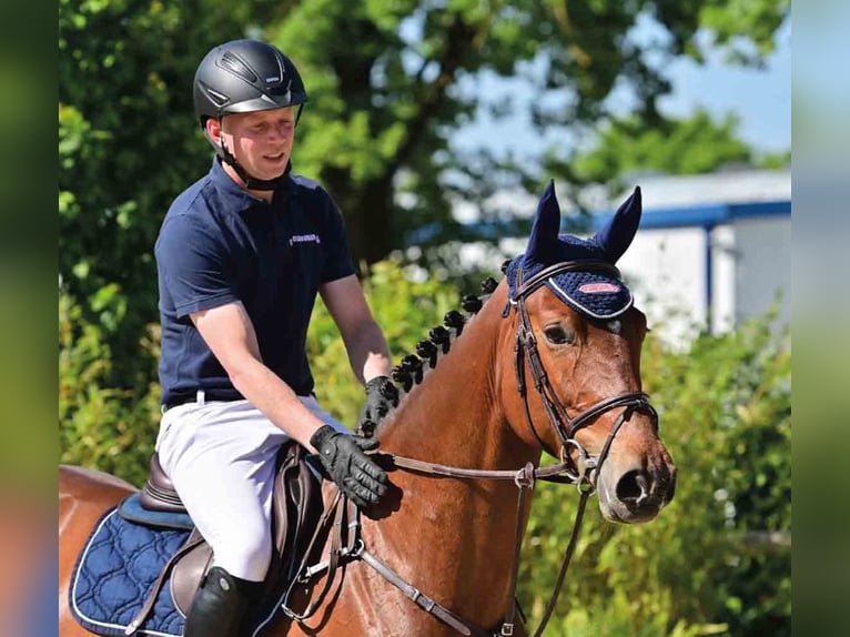 German Sport Horse Mare 5 years Brown in Vechta