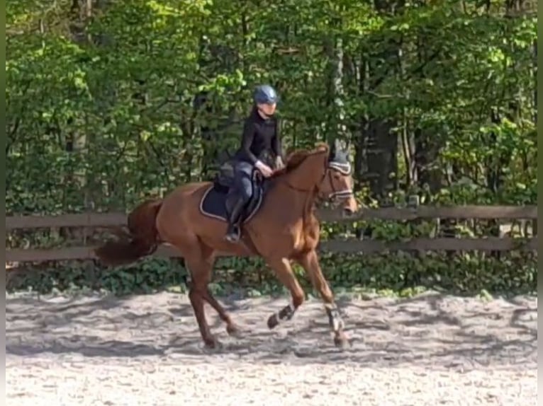 German Sport Horse Mare 5 years Chestnut-Red in Braunschweig