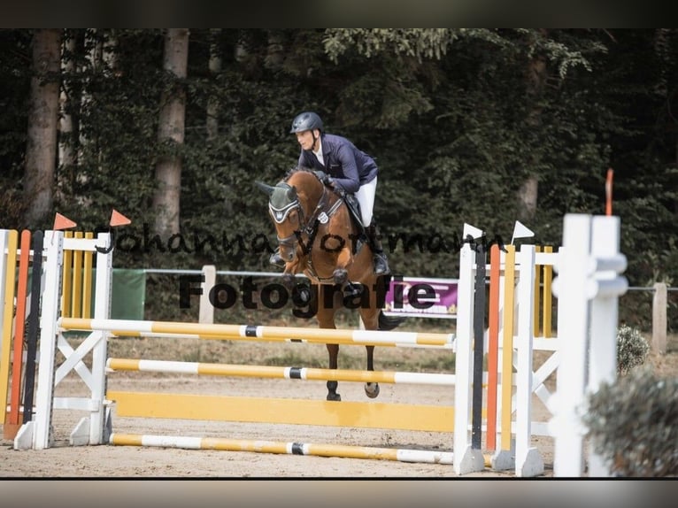 German Sport Horse Mare 5 years Grey-Dapple in Bretzfeld German Sport Horse Mare 5 years Grey-Dapple in Bretzfeld