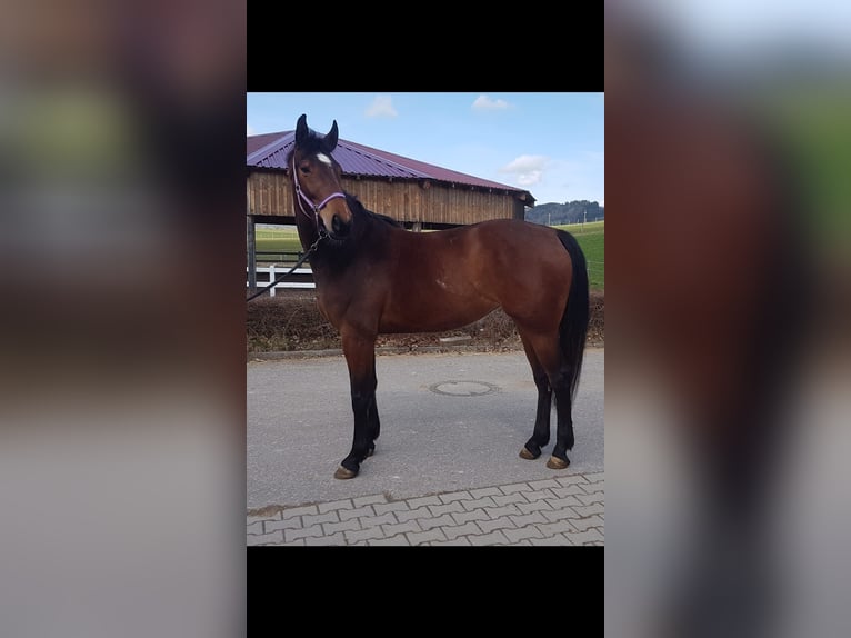 German Sport Horse Mare 5 years in Haldenwang