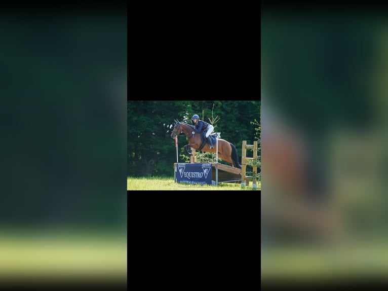 German Sport Horse Mare 6 years 15,1 hh Brown in Gangkofen