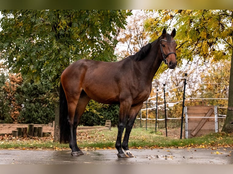 German Sport Horse Mare 6 years 15.2 hh Brown in Ballenstedt