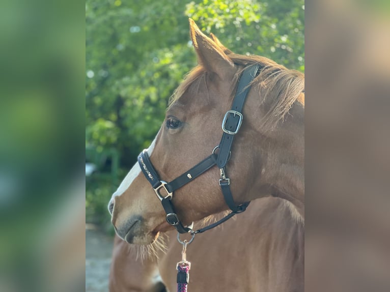 German Sport Horse Mare 6 years 15.2 hh Chestnut-Red in Schiffdorf