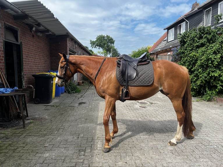 German Sport Horse Mare 6 years 15.2 hh Chestnut-Red in Schiffdorf