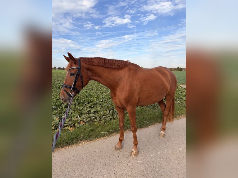 German Sport Horse Mare 6 years 15.2 hh Chestnut-Red in Korntal-Münchingen