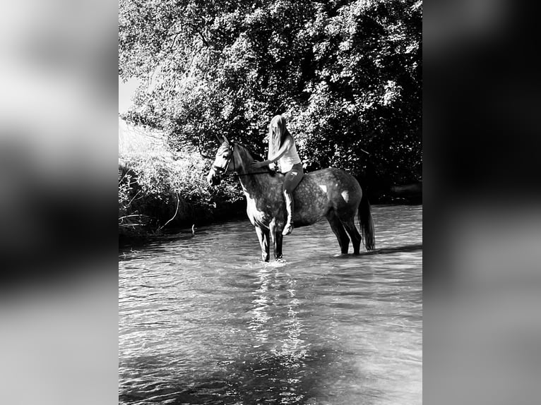 German Sport Horse Mare 6 years 15.2 hh Grey-Dapple in Giengen an der Brenz