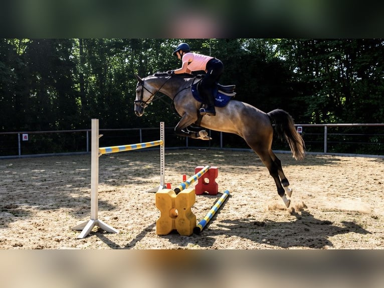 German Sport Horse Mare 6 years 15.2 hh Grey-Dapple in Giengen an der Brenz